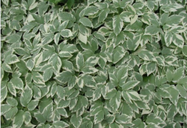 Invasive Plants in Your Gardens:  Becoming More of a Critical Gardener