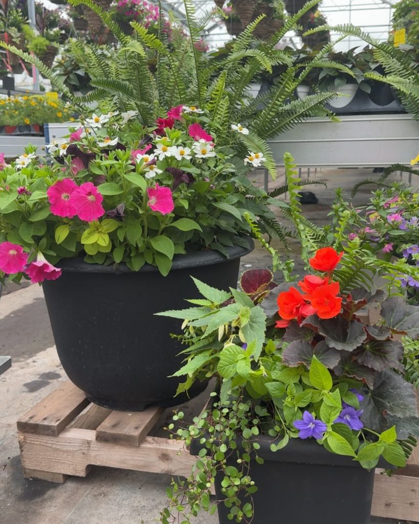 Designing a Summer Planter + KMHS Flower and Edibles Show