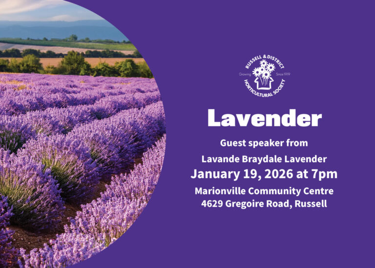 Russell & District: Lavender
