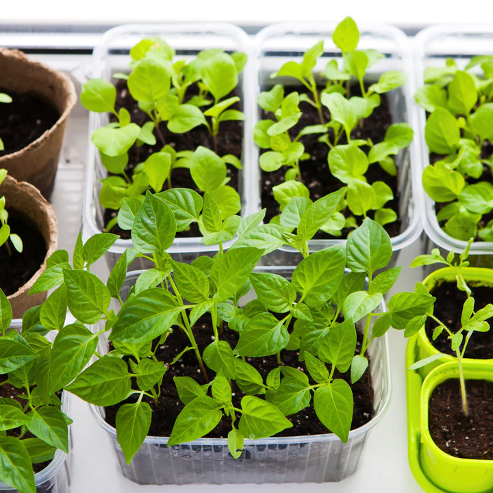 FREE Seed Starting Seminar [WINDMILL LANE]