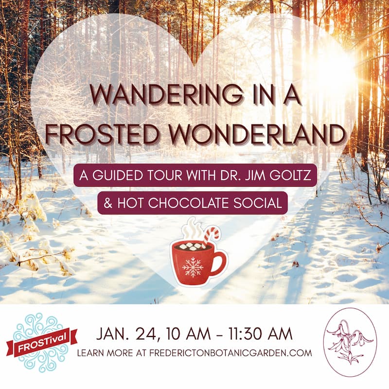 Wandering In a frosted wonderland – frostival