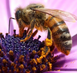 Native Plants and Pollinators