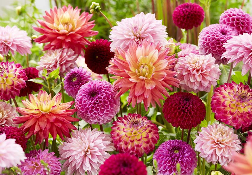 Growing Dahlias – What’s new?