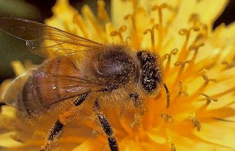 Planting for Pollinators in Pots