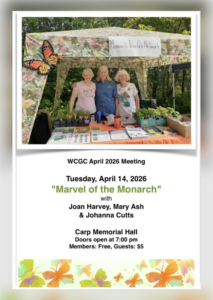 “Marvel of the Monarch”