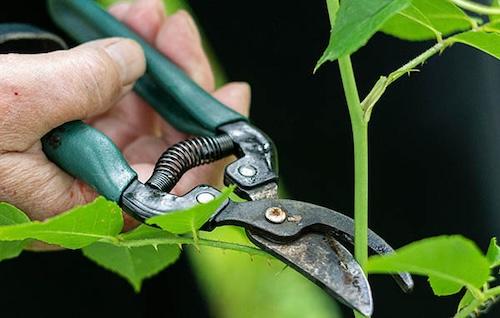 Pruning—How and Why