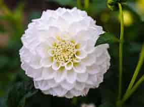 TRENTON HORTICULTURAL SOCIETY APRIL MEETING ON DAHLIAS