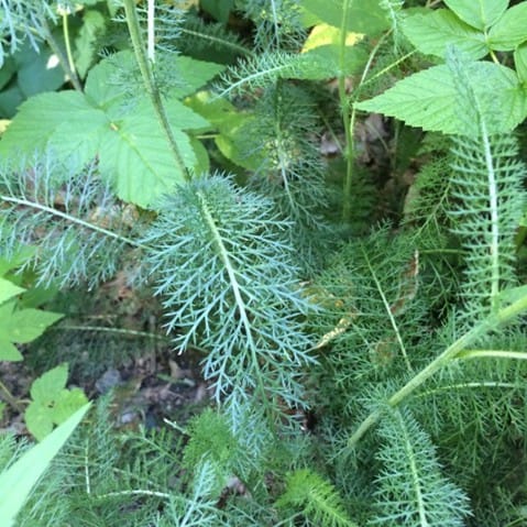 Hawthorn Herbals