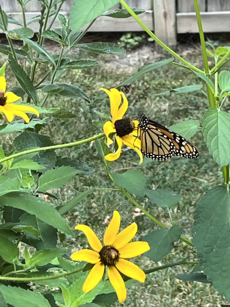 Gardening for Butterflies