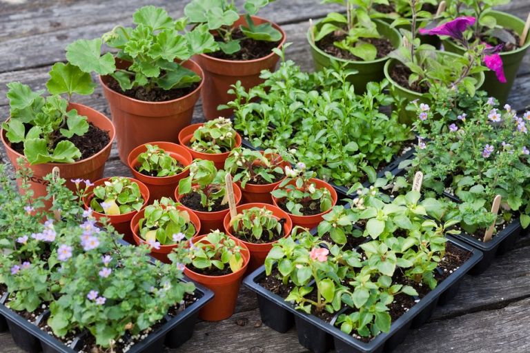 Plant Sale by the Gatineau Valley Gardeners