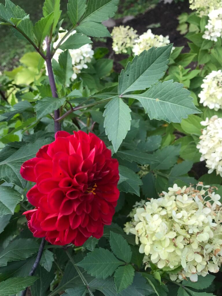 Society Plant Sale