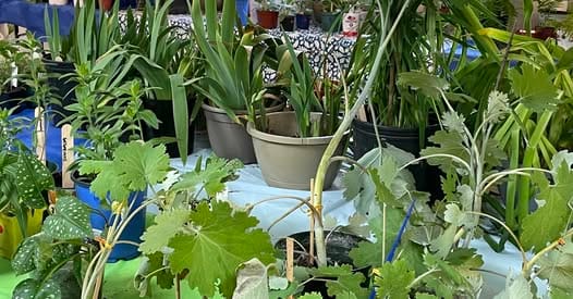 Spring Plant Sale