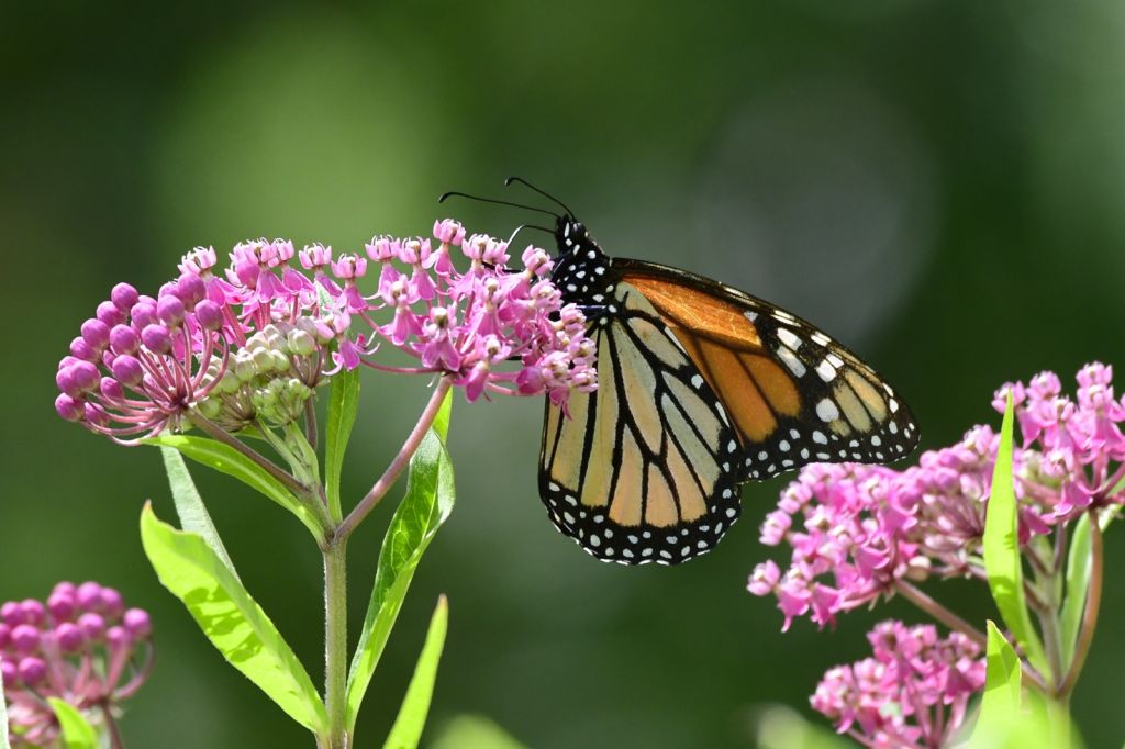 Wildflower All-Stars for Sun or Shade