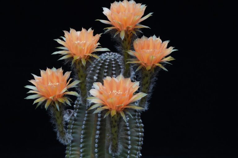 The Toronto Cactus and Succulent Club (TCSC) Annual Show and Sale