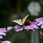 Gardening for Butterflies
