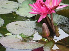 Neat Garden Things From A to Z