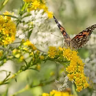 Design Your Own Pollinator Garden