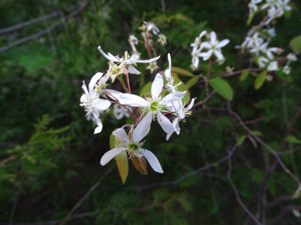 Native Trees for Small Spaces