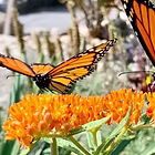 Native Plants for Tough Sites