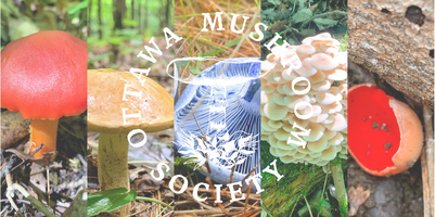 Ottawa Mushroom Society Walk: May