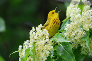 Dawn Chorus Birding