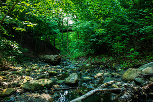 Forest Bathing at the Garden