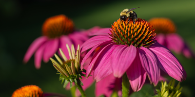 Growing Gardens that Attract Pollinators and Restore Nature