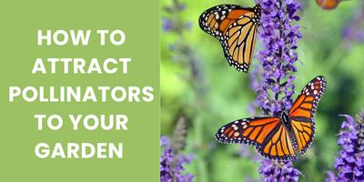 How to Attract Pollinators to Your Garden