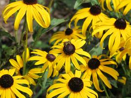 Attracting Pollinators to Your Yard