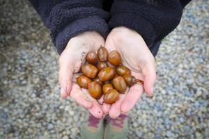 Tree Nursery Volunteer Training