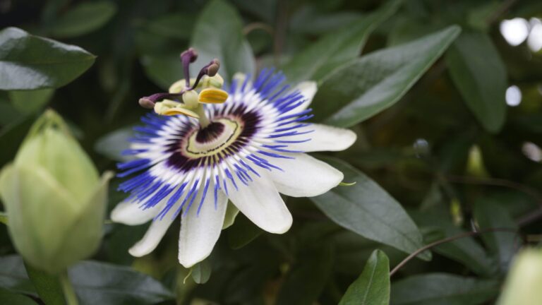 Agincourt Garden Club Presents James Graham on Garden Ramblings + Flower Show