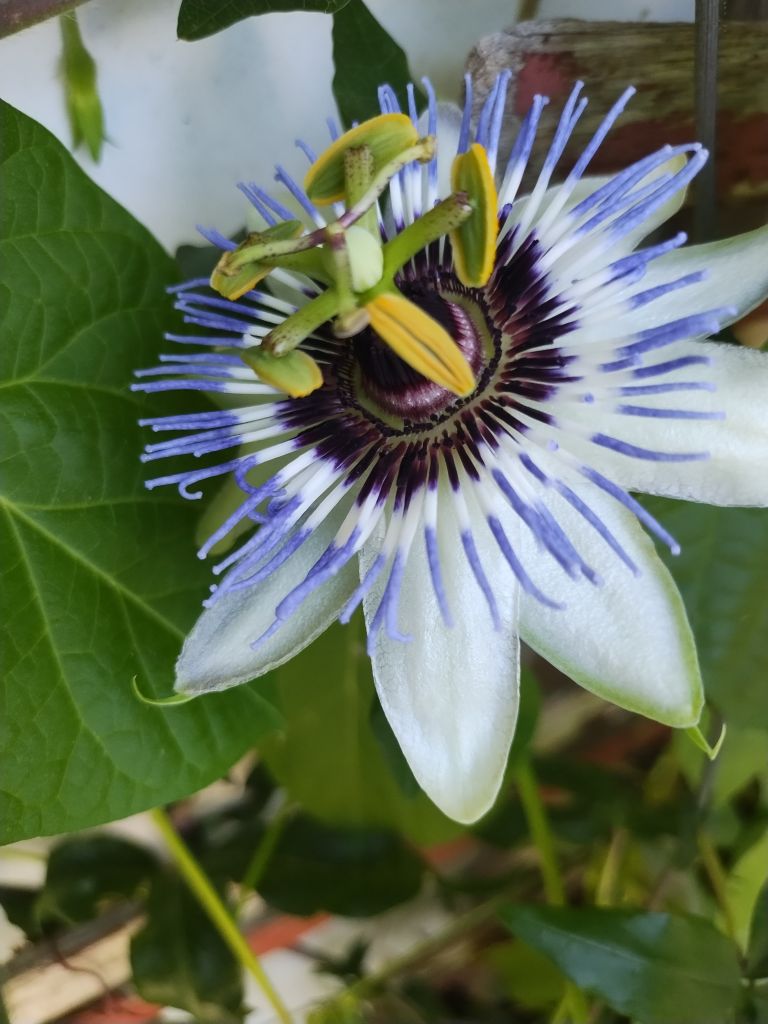 Agincourt Garden Club + James Graham Present:  Garden Ramblings