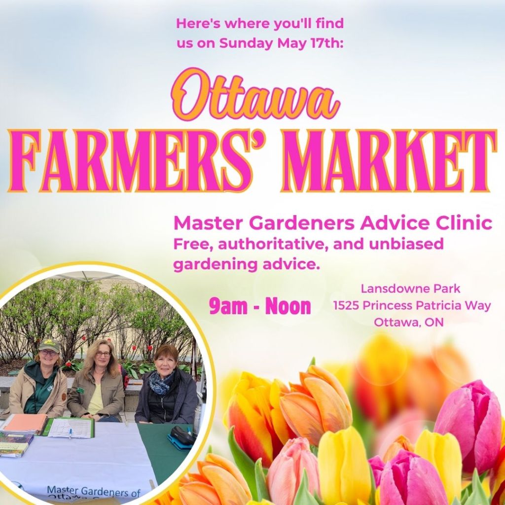 Advice Clinic at Ottawa Farmers’ Market