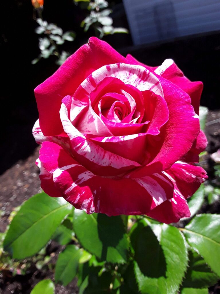 TRENTON HORTICULTURAL SOCIETY ROSE SHOW & COMPETITION