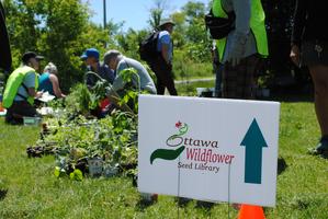 Free Native Plant Giveaway (Springhurst Park)
