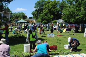Free Native Plant Giveaway (Springhurst Park)
