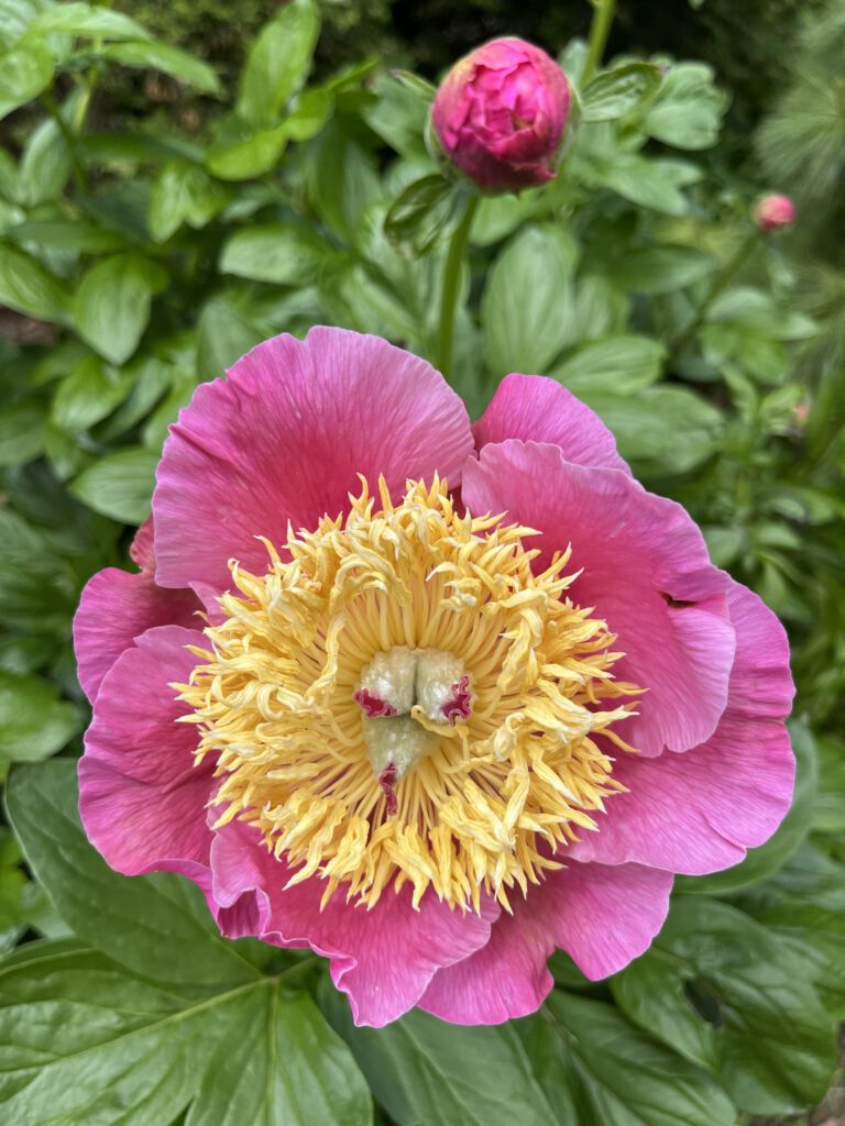 Member Garden Tour