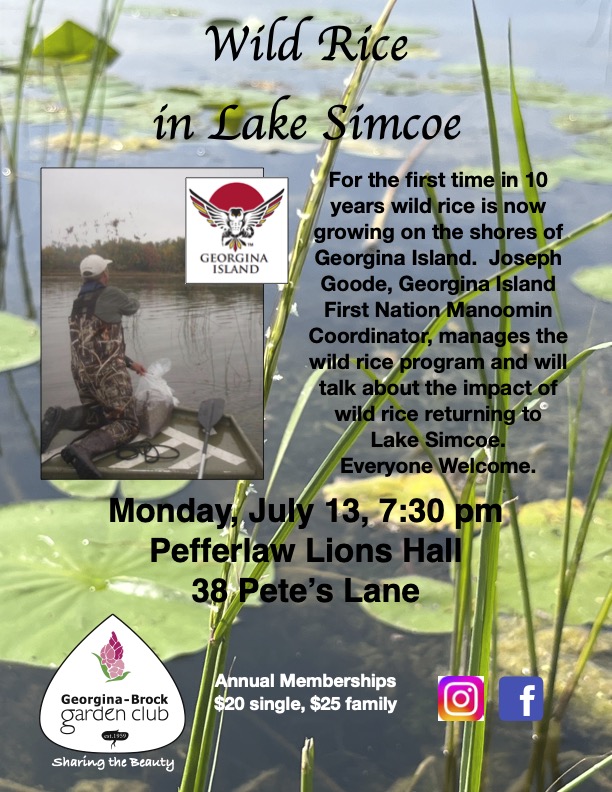 Wild Rice in Lake Simcoe