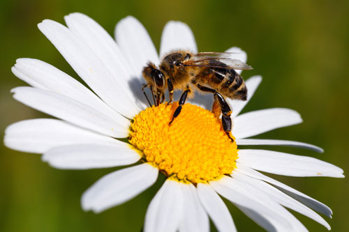 Pollinators and their Habitats