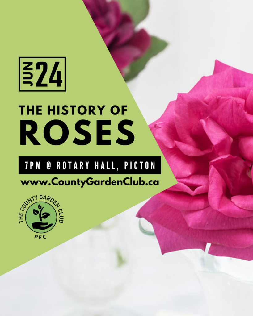 History of Roses