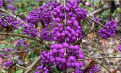 Clusters of bright purple beautyberries on branches