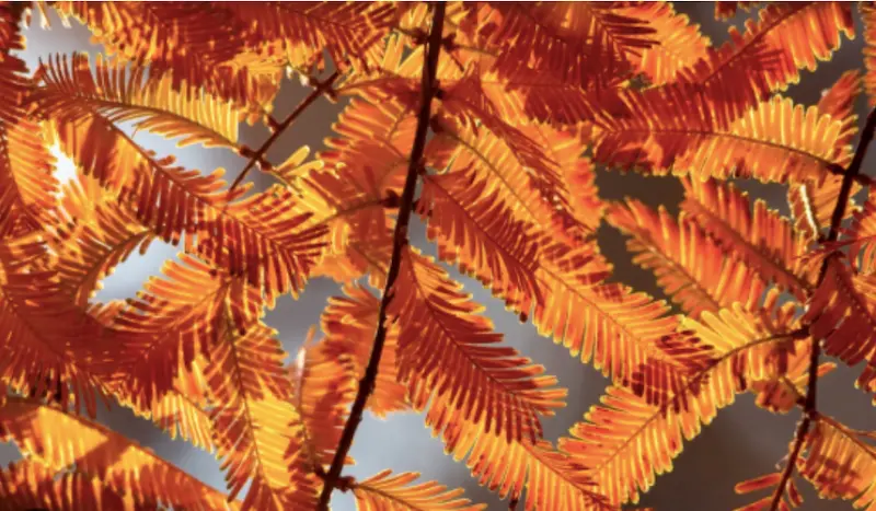 feuillage du metasequoia glyptostroboides