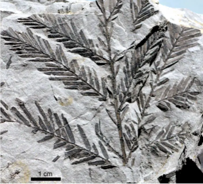 fossile de metasequoia glyptostroboides