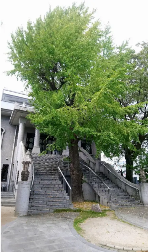 Large green tree before grand stone staircase