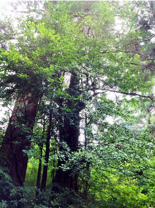 Tall trees in lush green forest