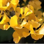 Le Ginkgo biloba, un arbre remarquable ! Le Ginkgo biloba, un arbre remarquable !