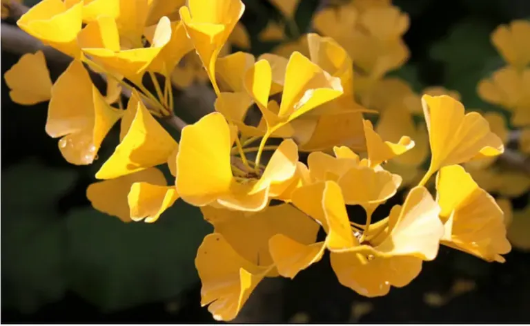 Bright yellow ginkgo leaves in sunlight