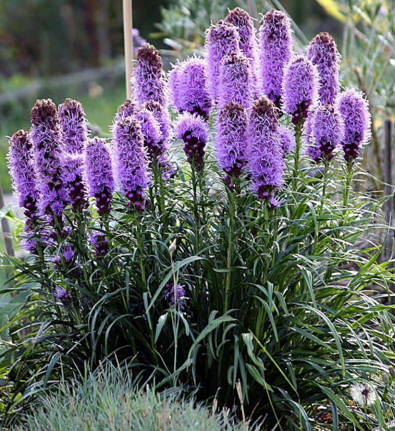 Dense blazing star Dense blazing star
