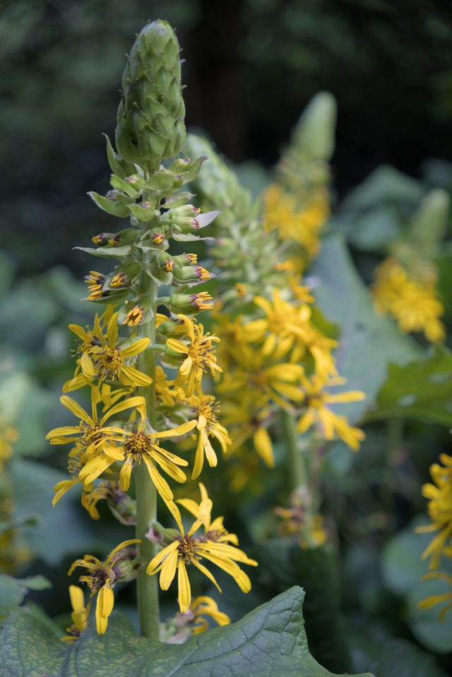 Ligularia (Leopard plant) Ligularia (Leopard plant)