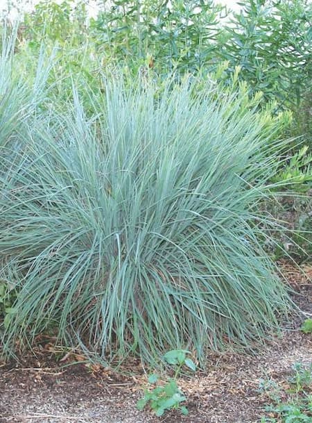 Little Bluestem Little Bluestem